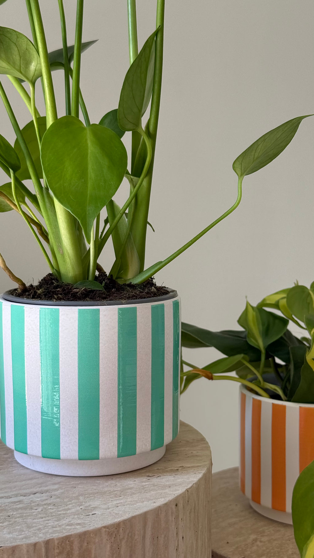 Cache-pot CAPRI
