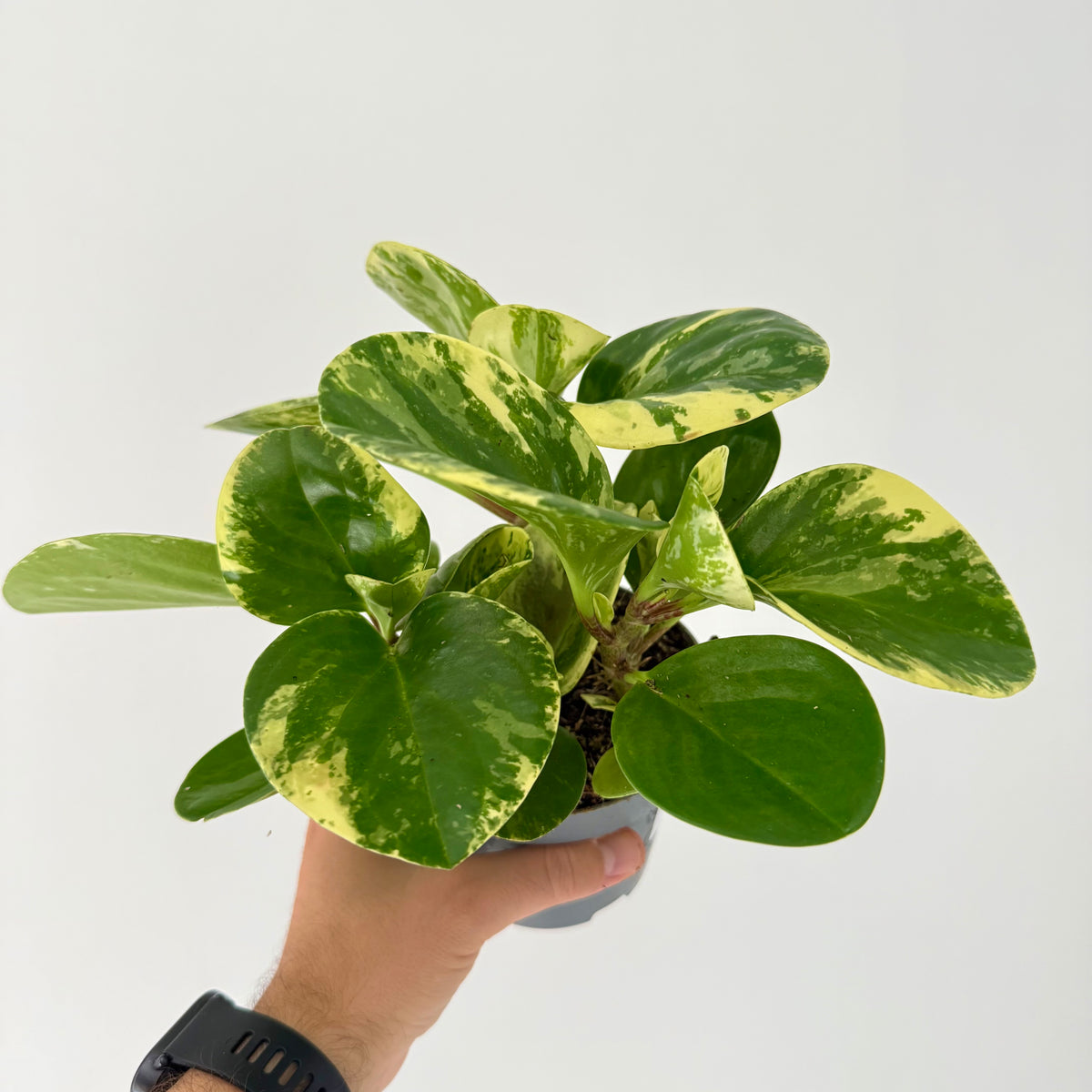 Peperomia Obtusifolia Variegata
