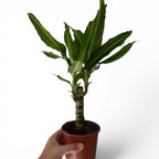 Dracaena Massangeana