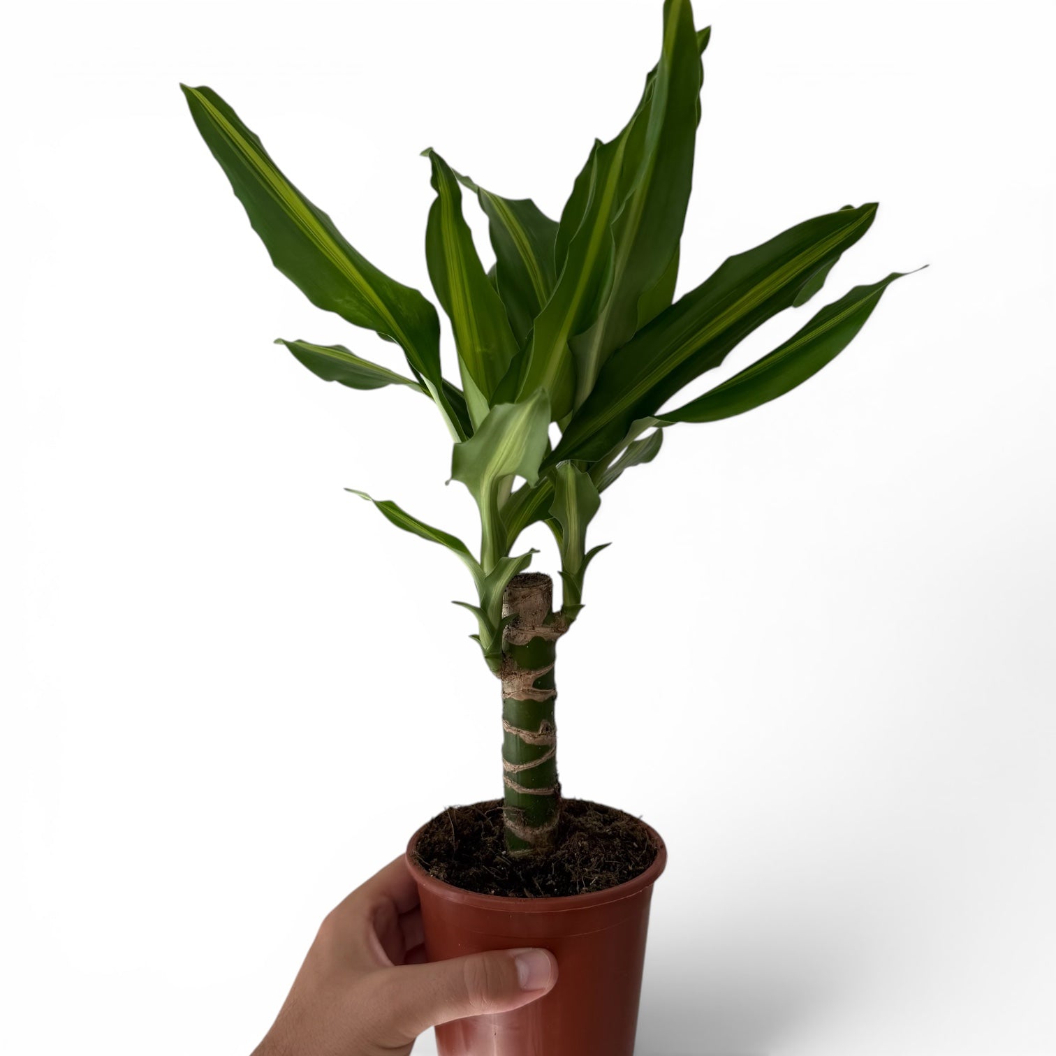 Dracaena Massangeana