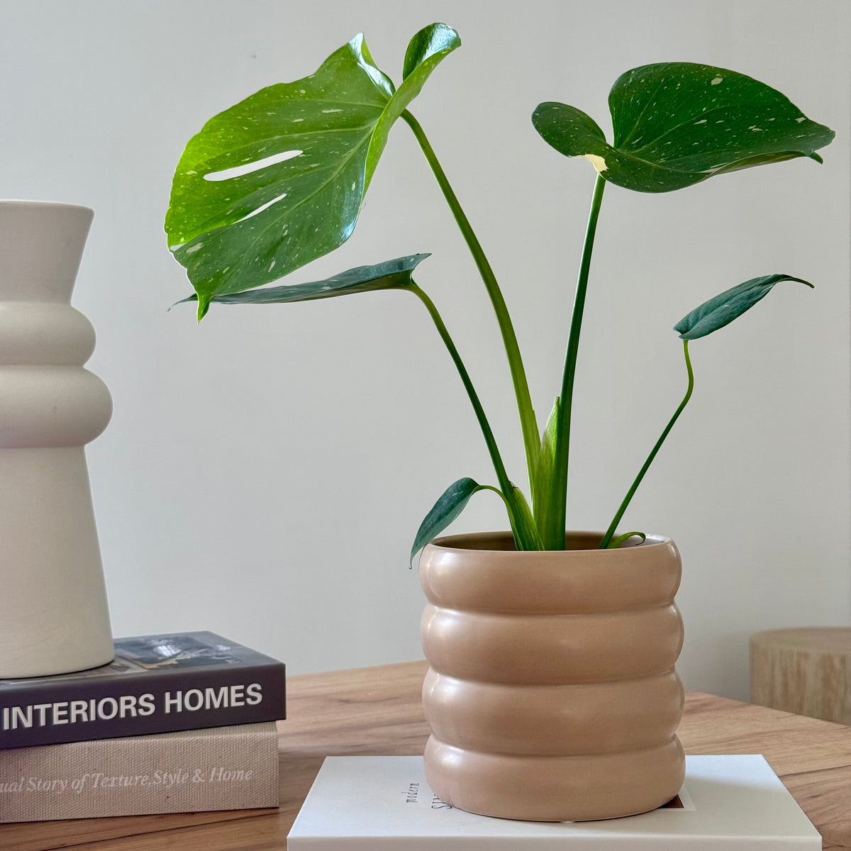 Monstera Thaï Constellation 12cm