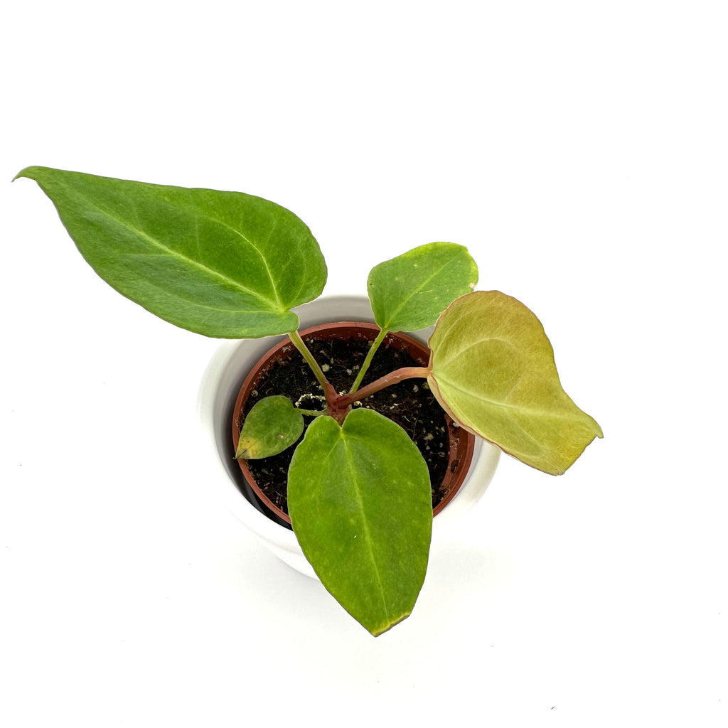 Anthurium Magnificum
