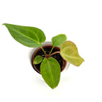 Anthurium Magnificum