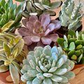 Duo Succulentes Surprise