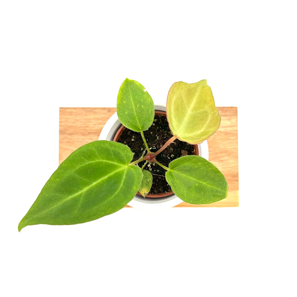Anthurium Magnificum