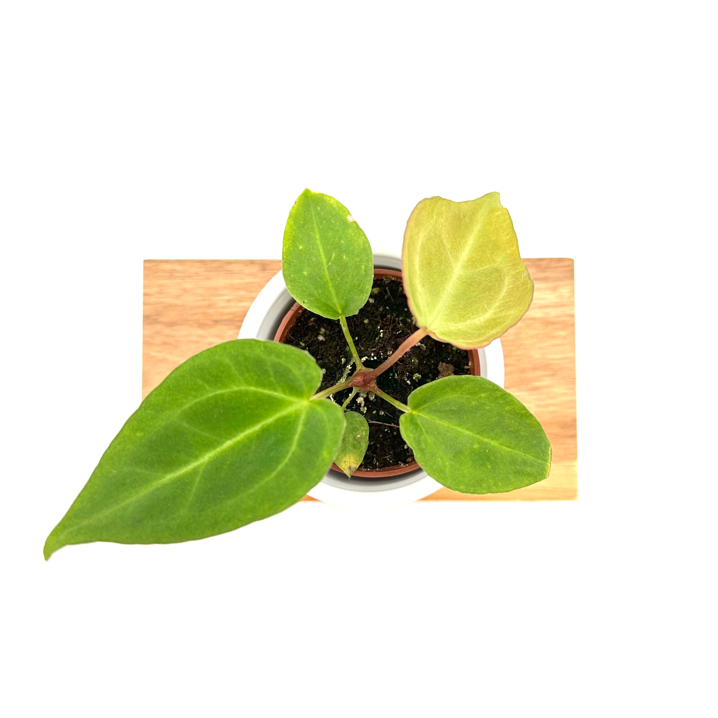Anthurium Magnificum