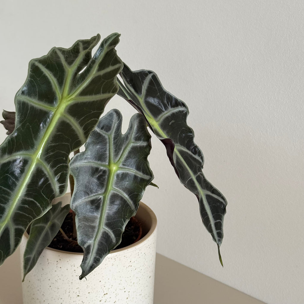 Alocasia POLLY