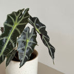 Alocasia POLLY