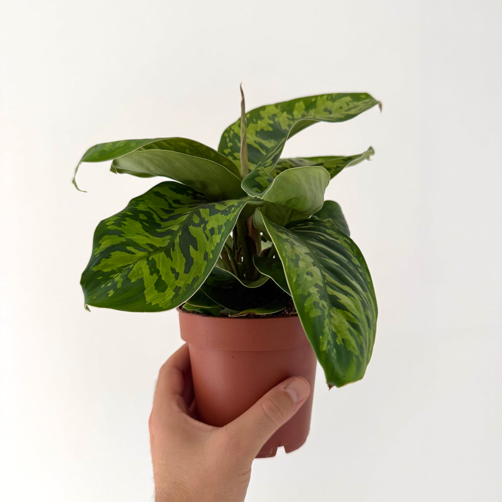 Hamalomena Camouflage