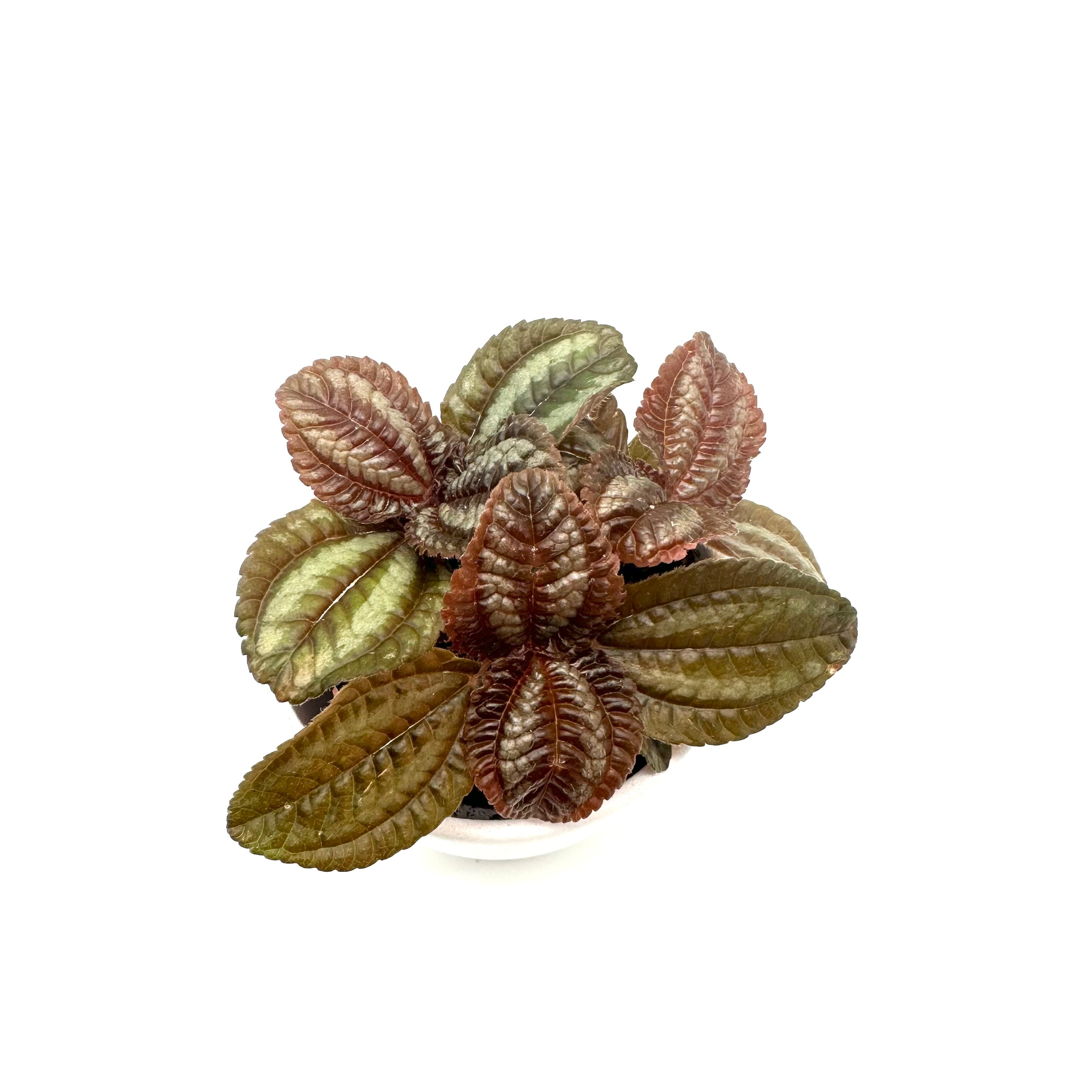 Pilea Norfolk
