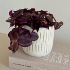 Tradescantia Zebrina PURPLE