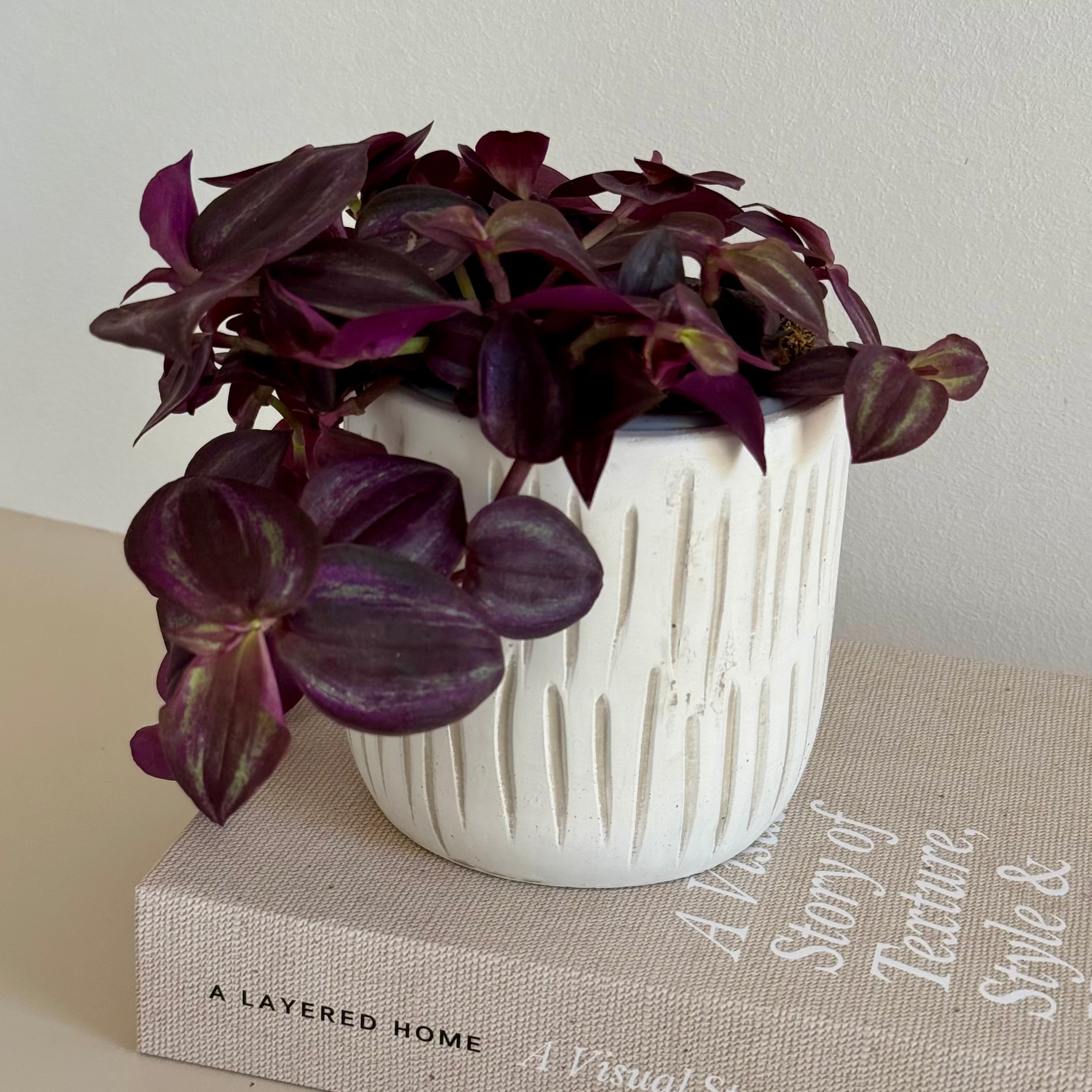 Tradescantia Zebrina PURPLE