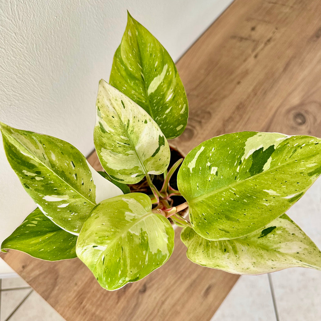 Philodendron White Princess Aurea