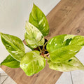 Philodendron White Princess Aurea