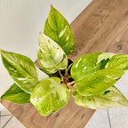 Philodendron White Princess Aurea