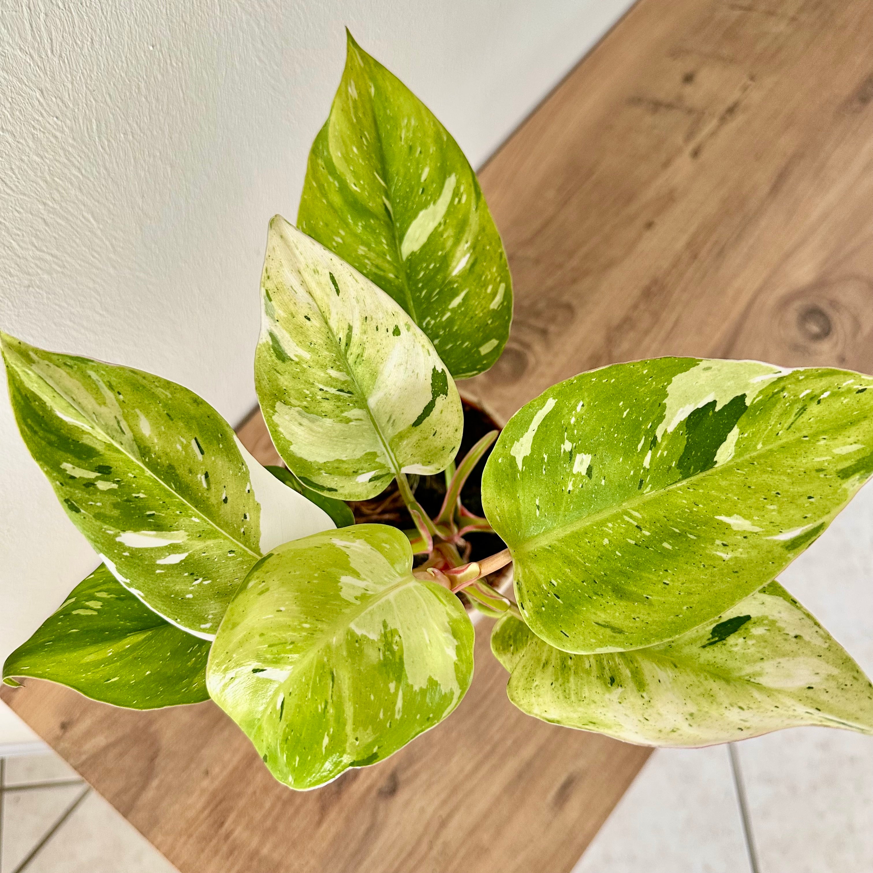Philodendron White Princess Aurea