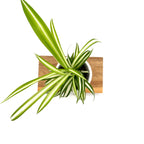 Chlorophytum Corosum