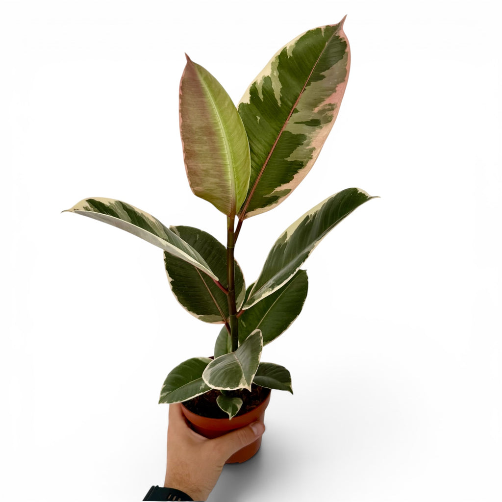 Ficus Elastica Tineke