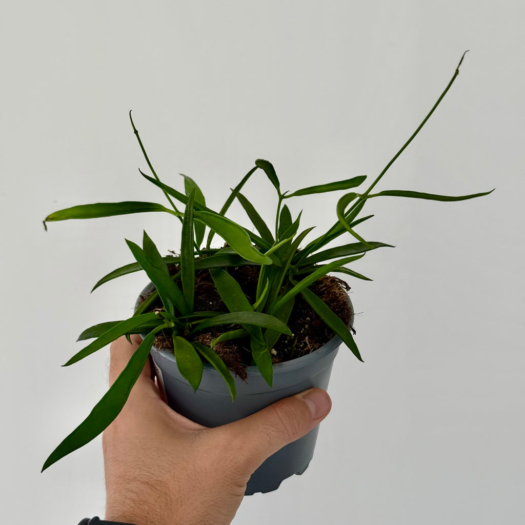 Hoya Longifolia
