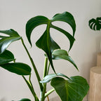 Monstera Burle Marx Flame