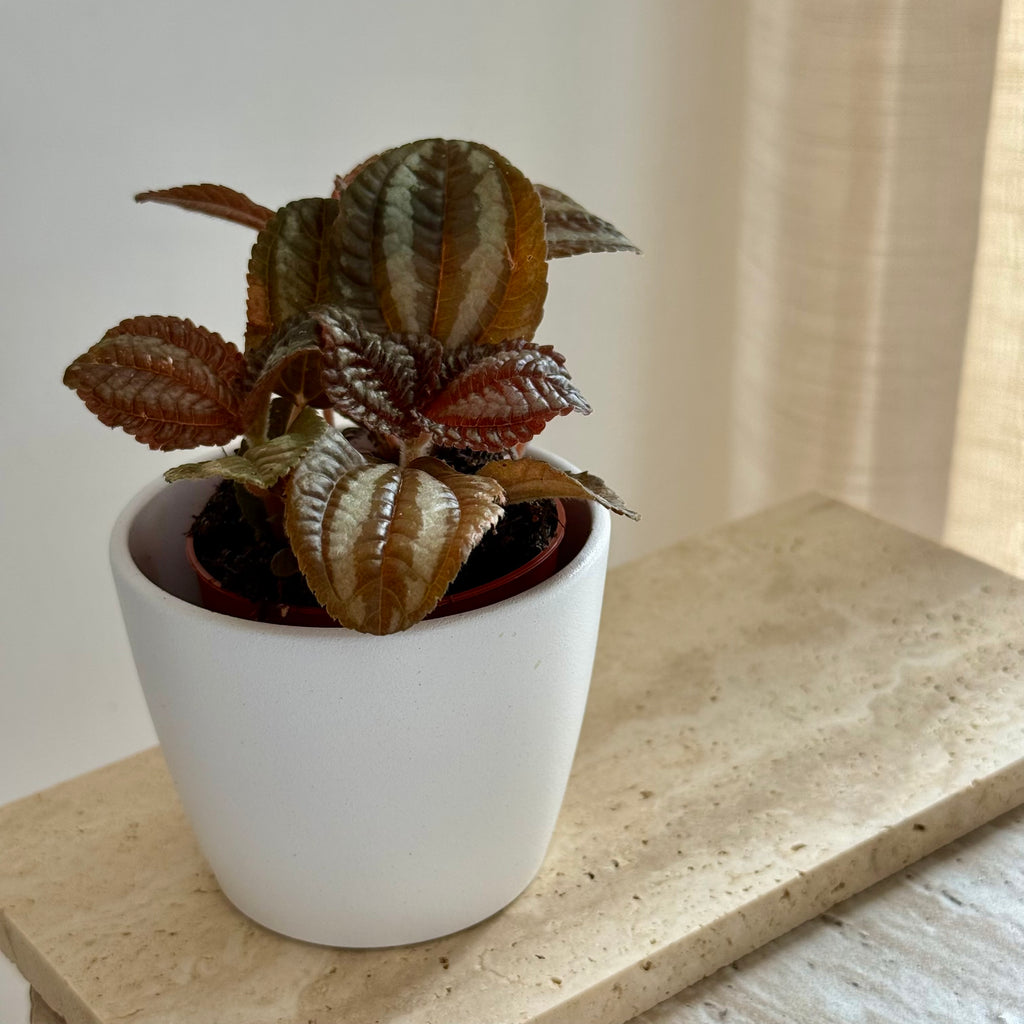 Pilea Norfolk