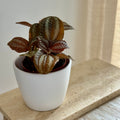Pilea Norfolk