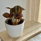 Pilea Norfolk