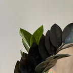 Zamioculcas Zamiifolia Raven