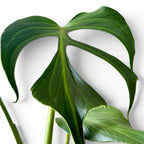 Monstera Burle Marx Flame