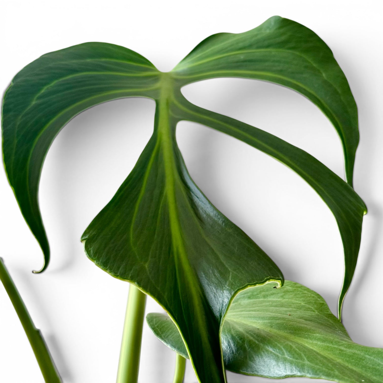 Monstera Burle Marx Flame