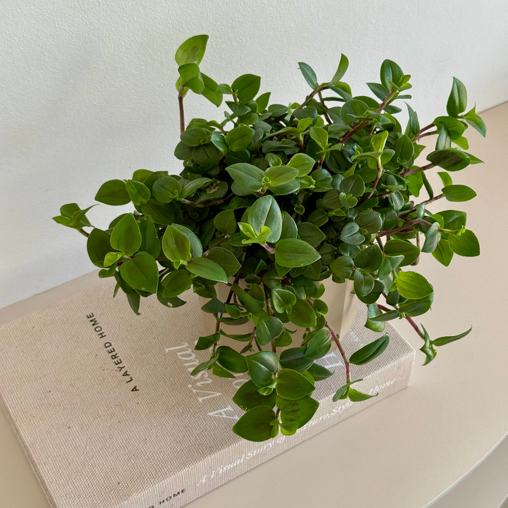 Tradescantia Green Hill