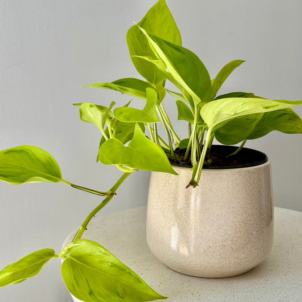 Epipremnum Champs-Élysées (Pothos)