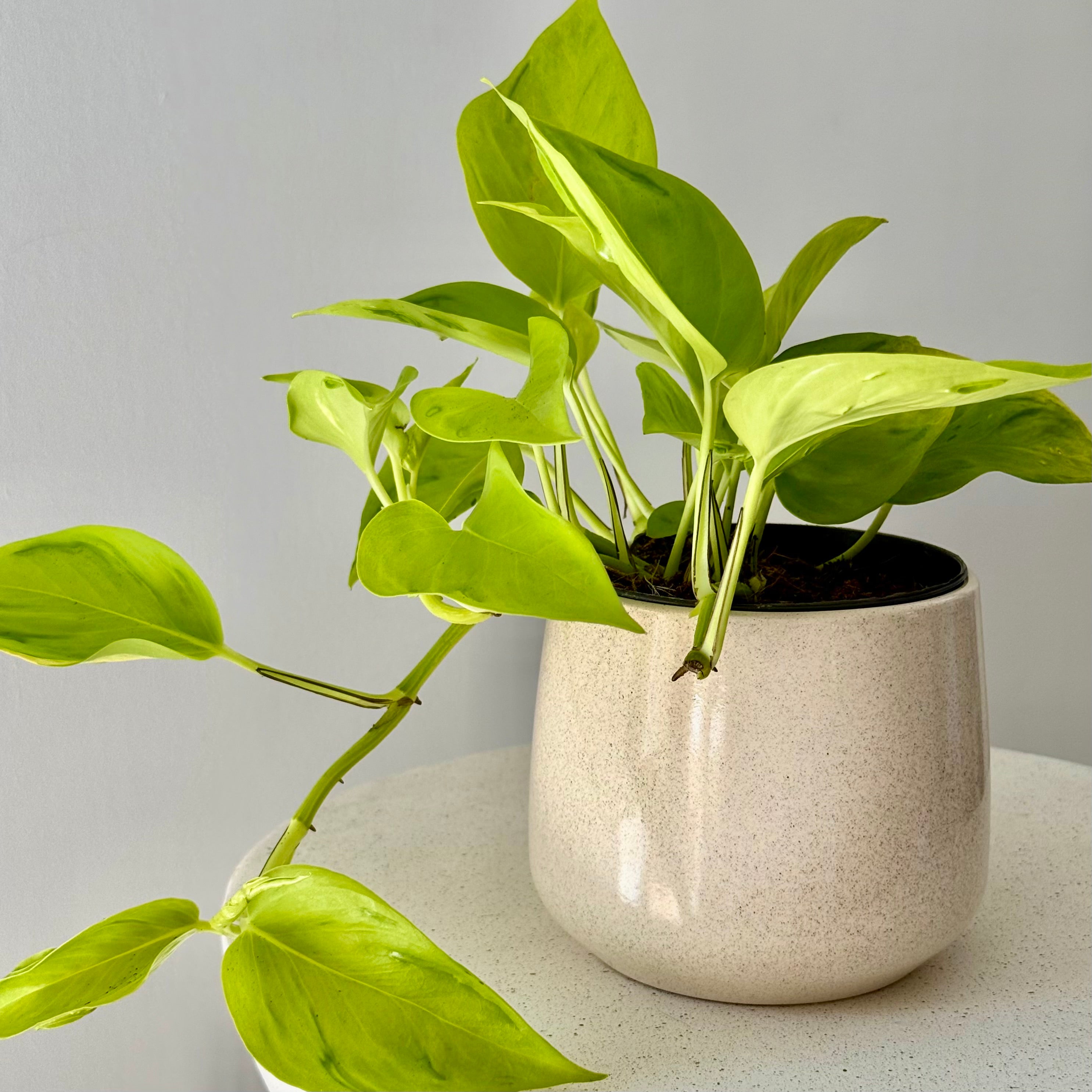Epipremnum Champs-Élysées (Pothos)