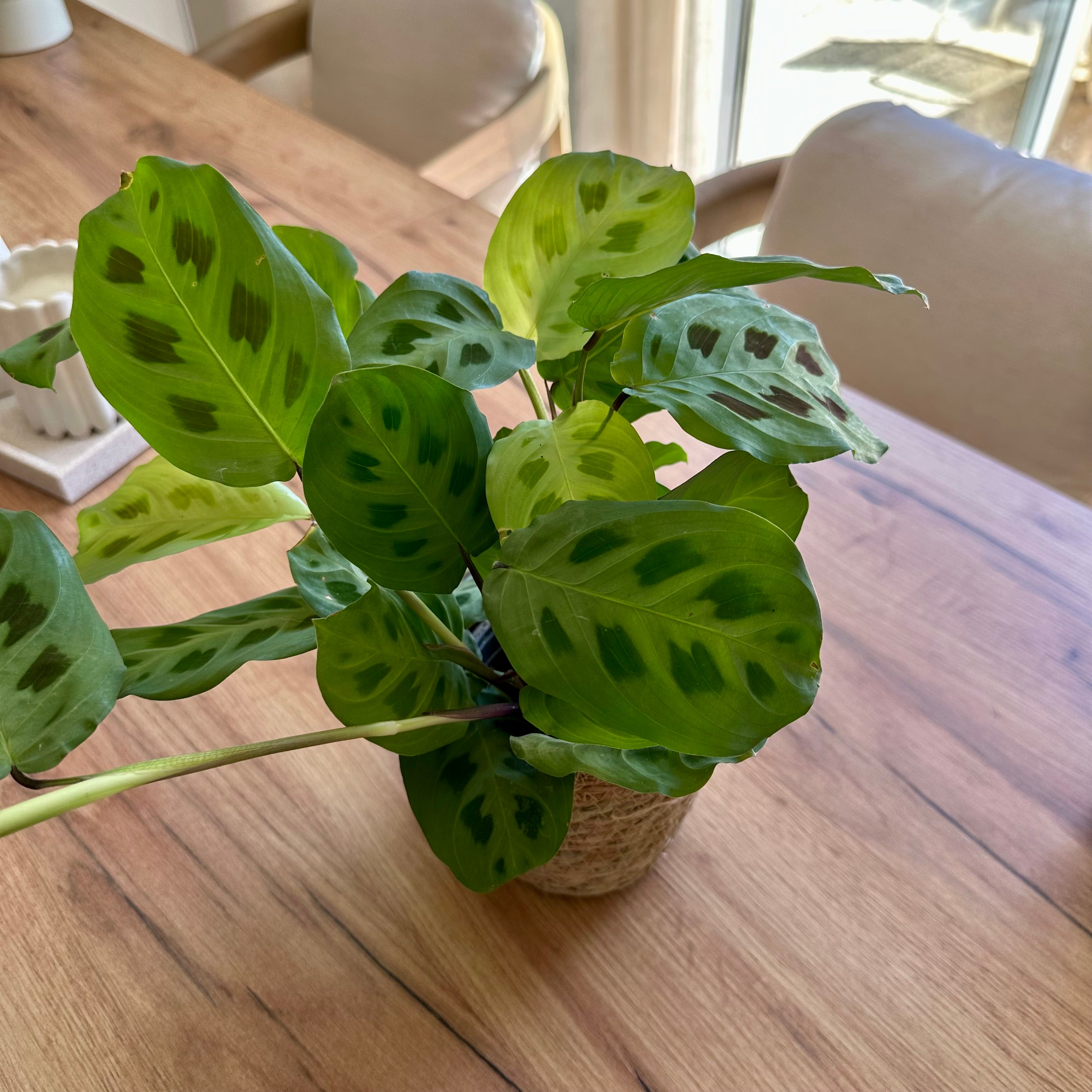 Maranta Kerchoveana