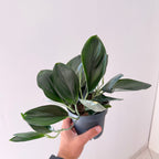 Scindapsus Treubi Dark Form