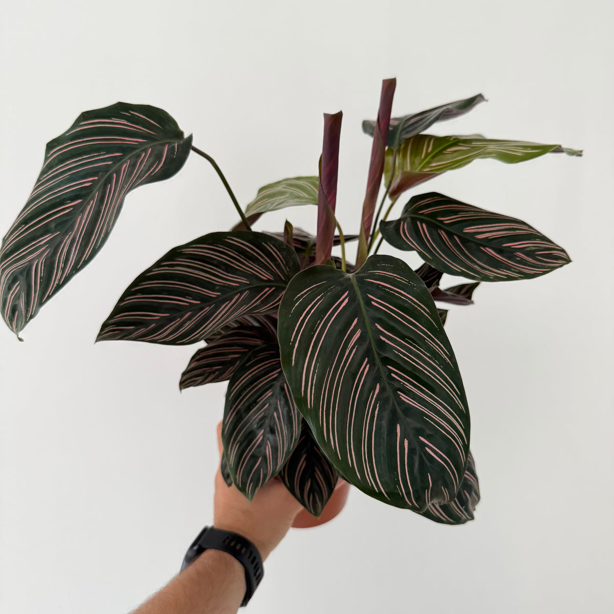 Calathea Ornata