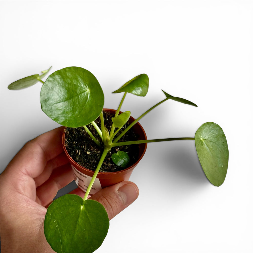 Pilea Peperomioides 6cm