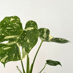 Monstera Thaï Constellation 13cm