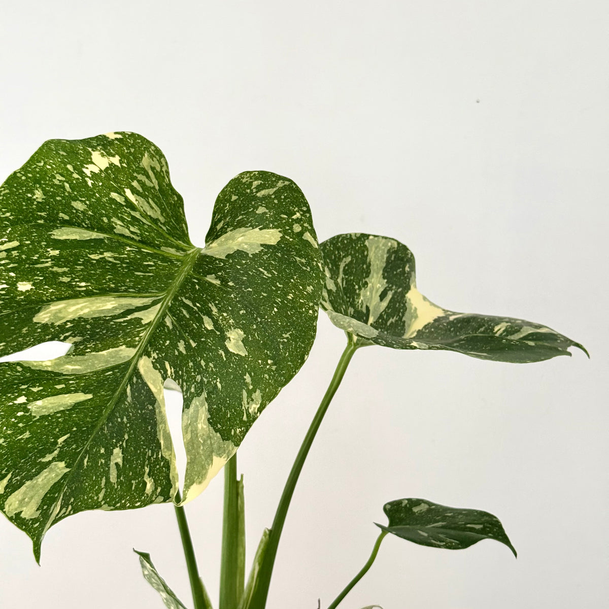Monstera Thaï Constellation 13cm