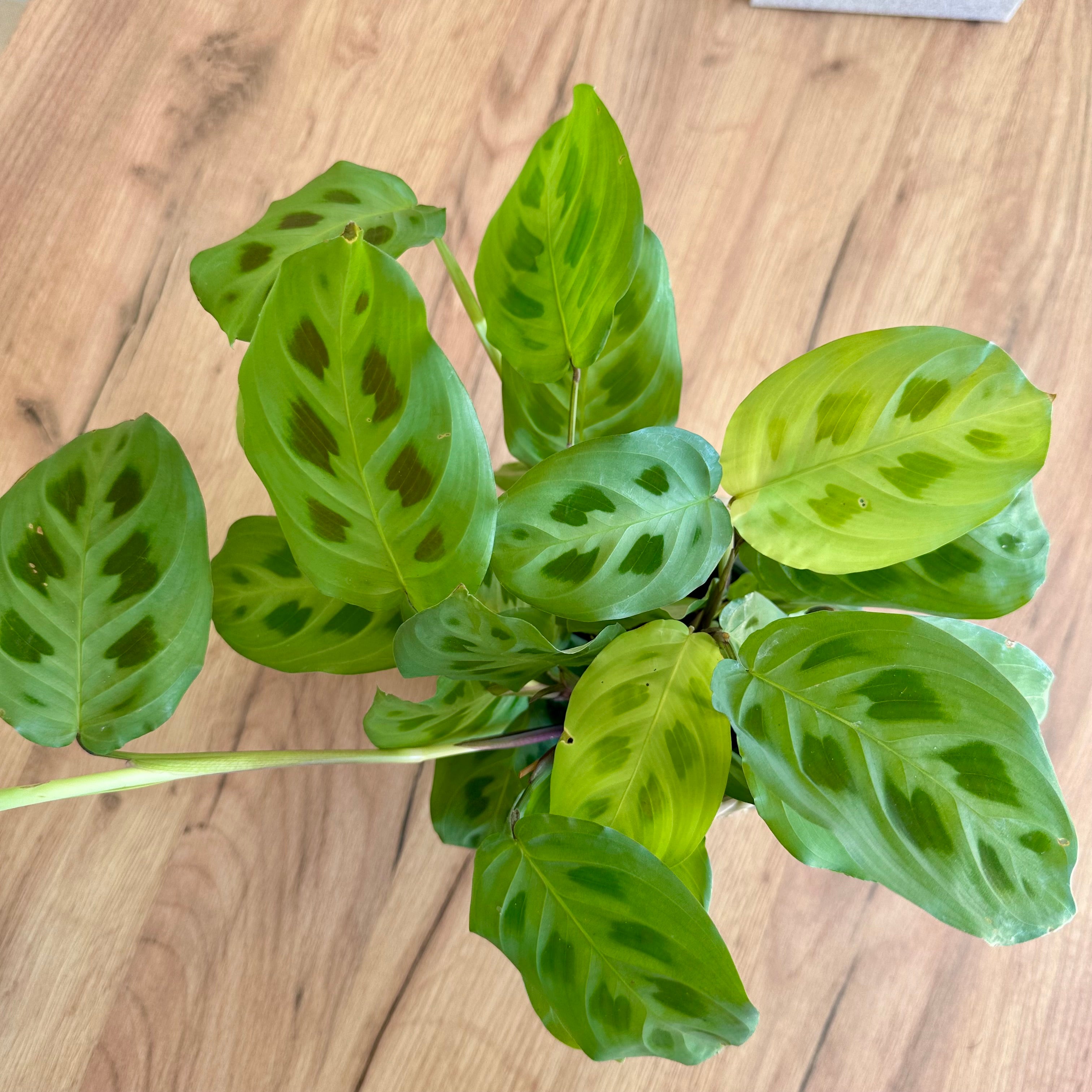 Maranta Kerchoveana