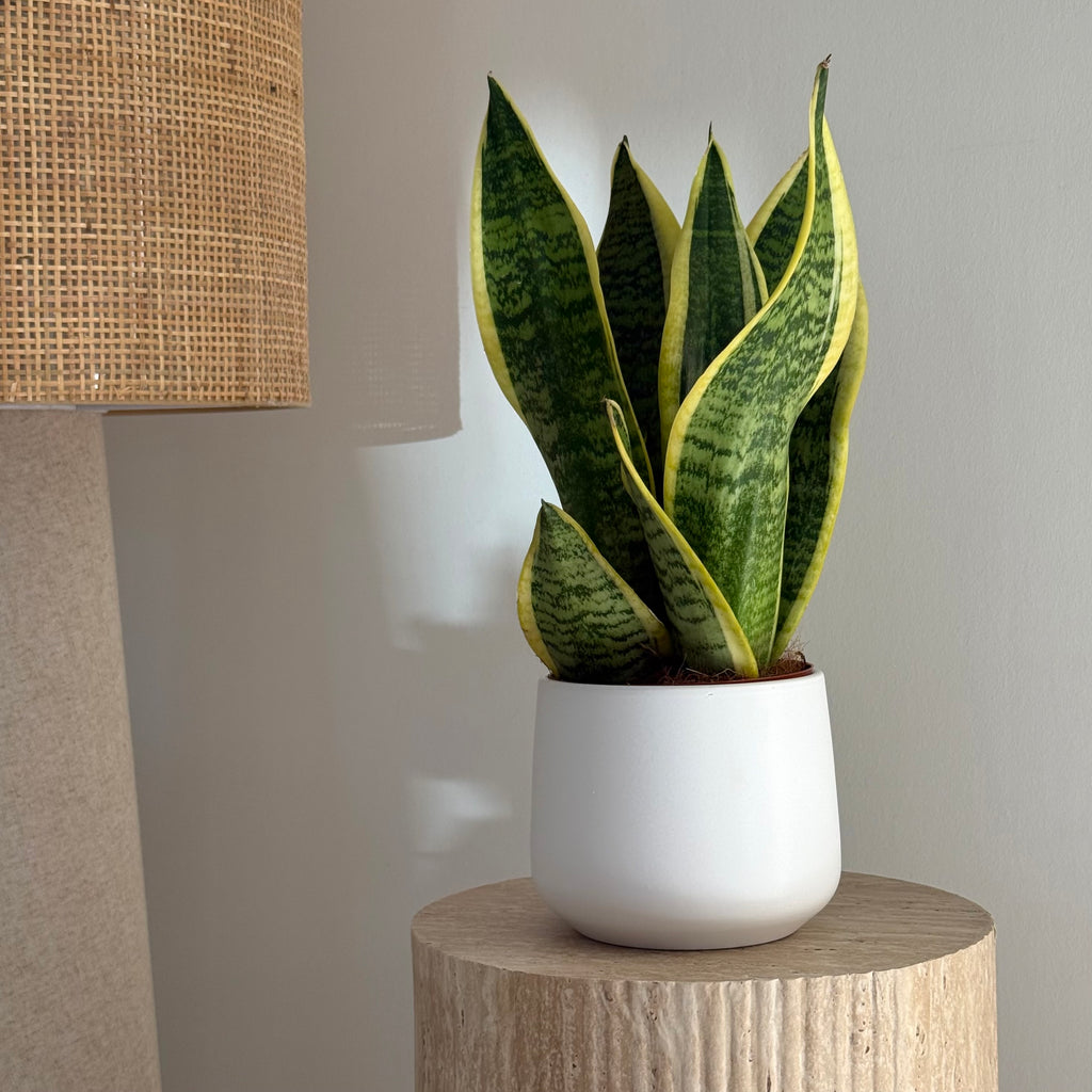 Sanseveria Futura