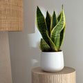 Sanseveria Futura