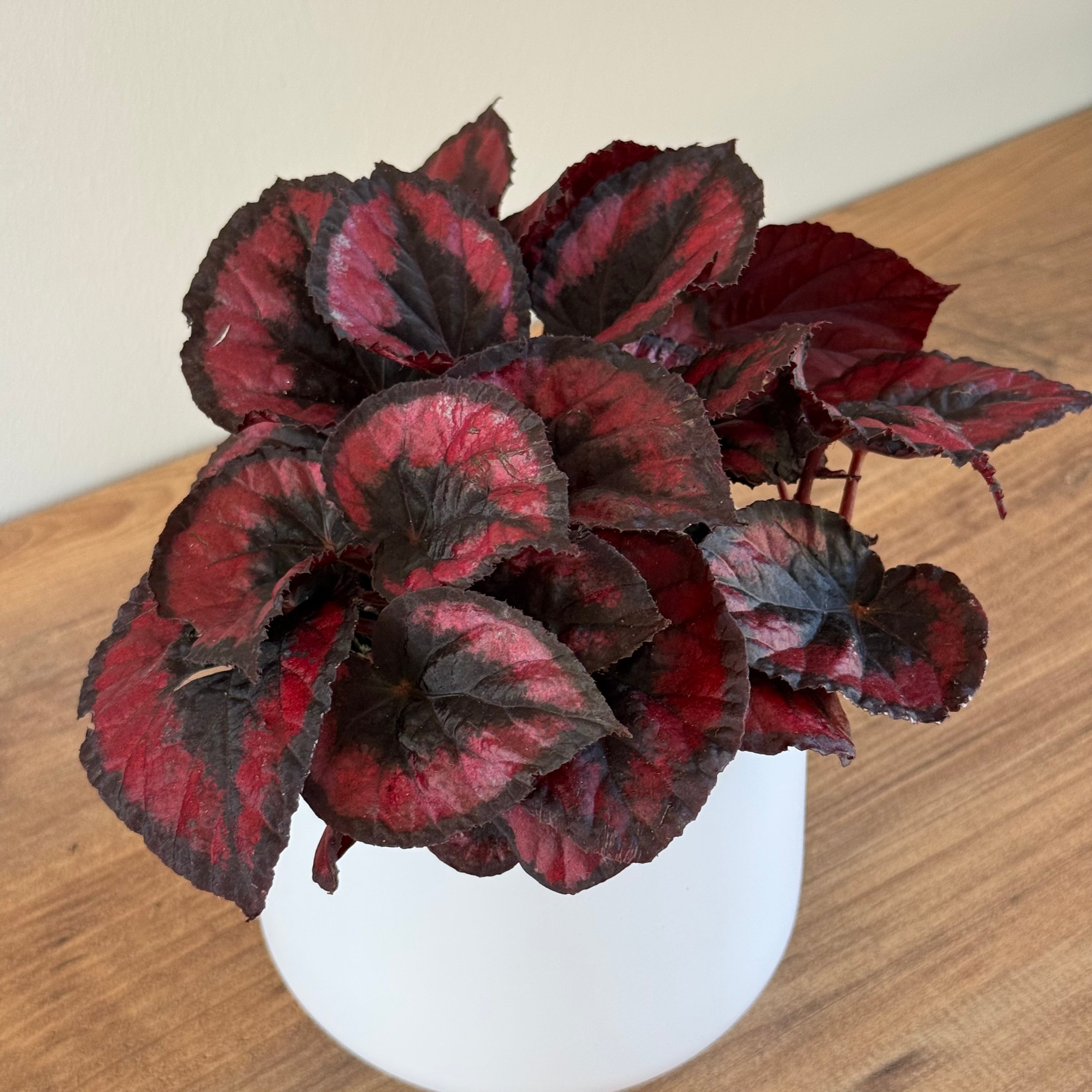 Bégonia Rex red Kiss