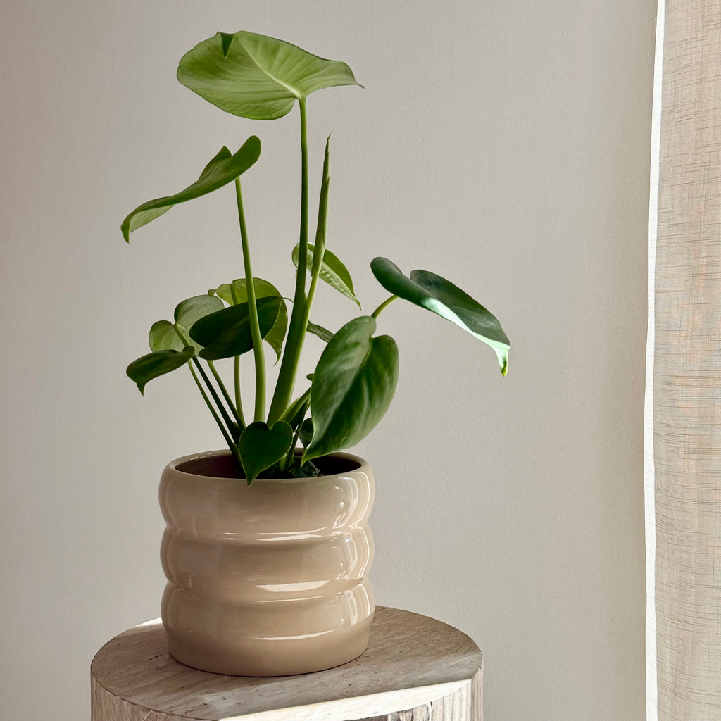 Monstera Deliciosa 14cm