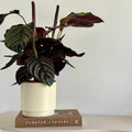 Calathea Ornata