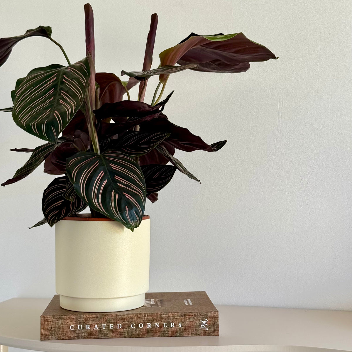 Calathea Ornata