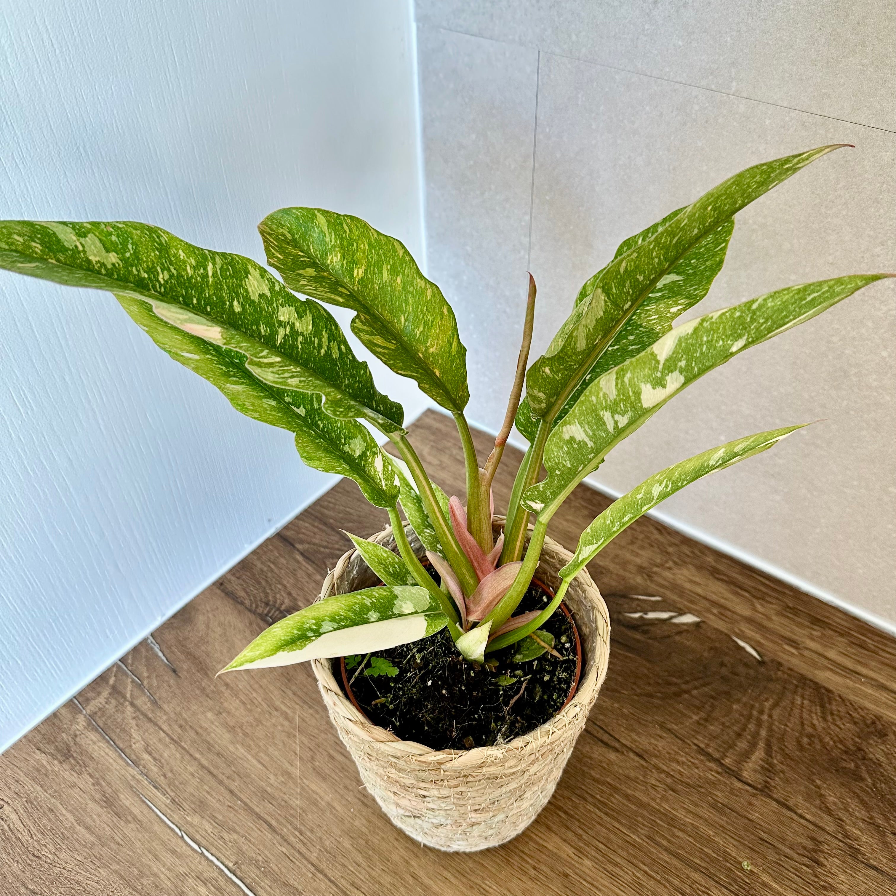 Philodendron Ring Of Fire