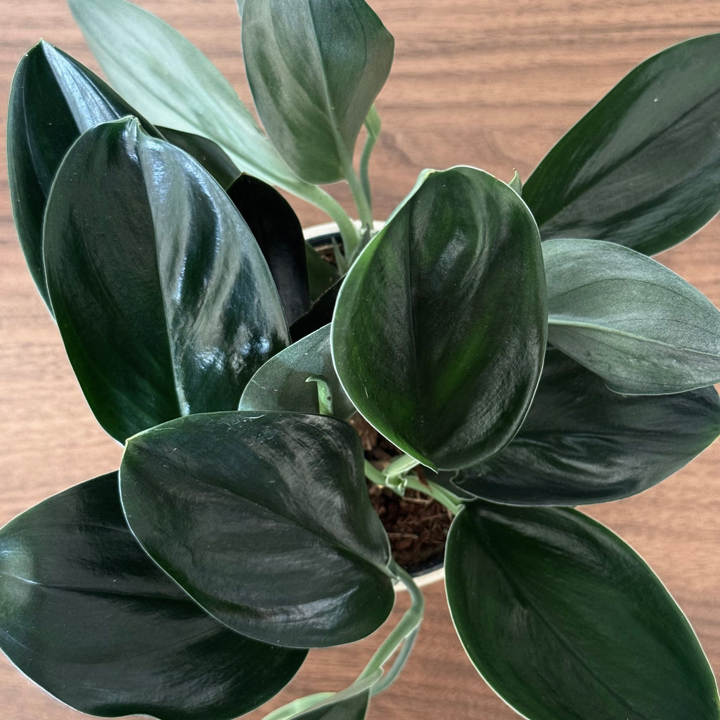 Scindapsus Treubi Dark Form