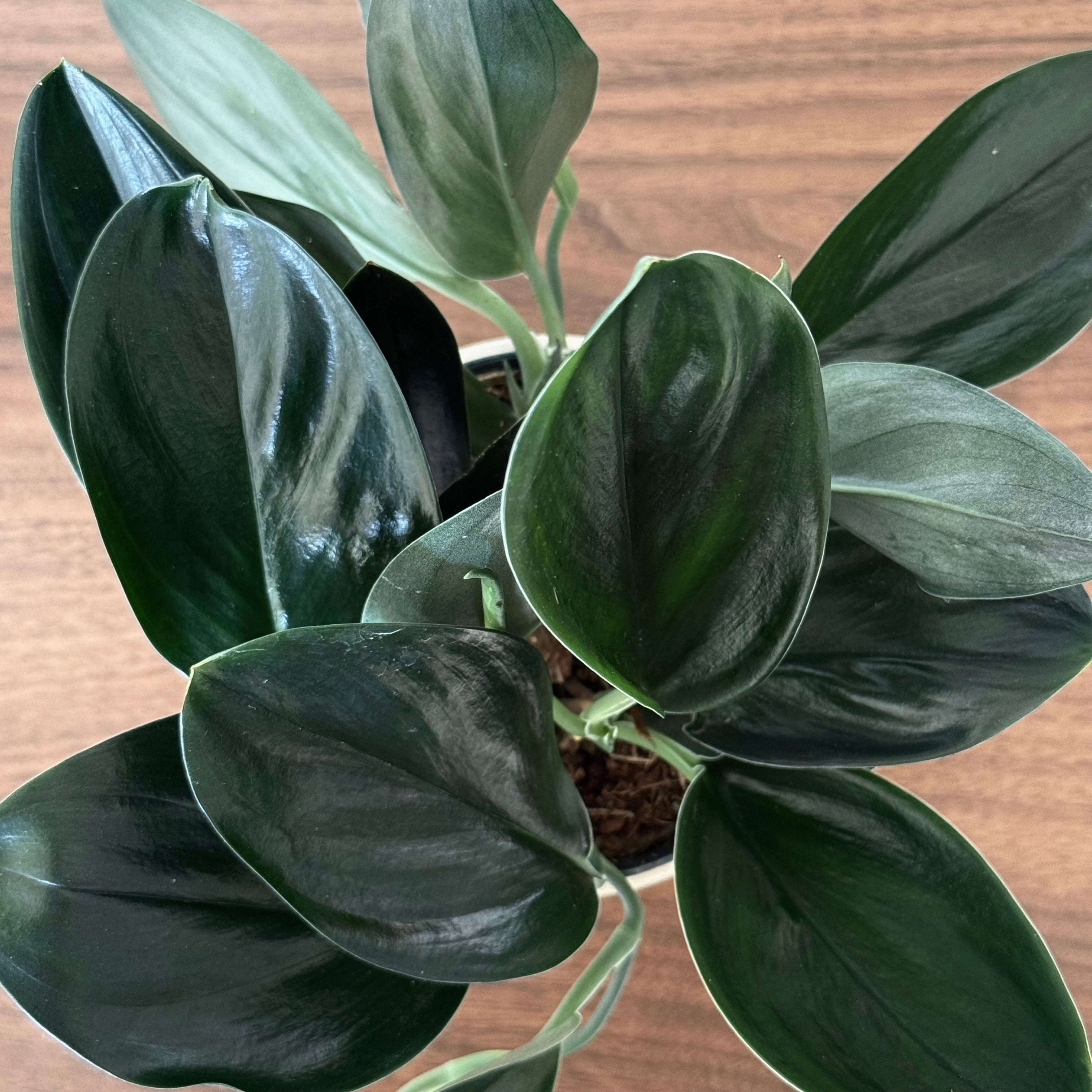 Scindapsus Treubi Dark Form