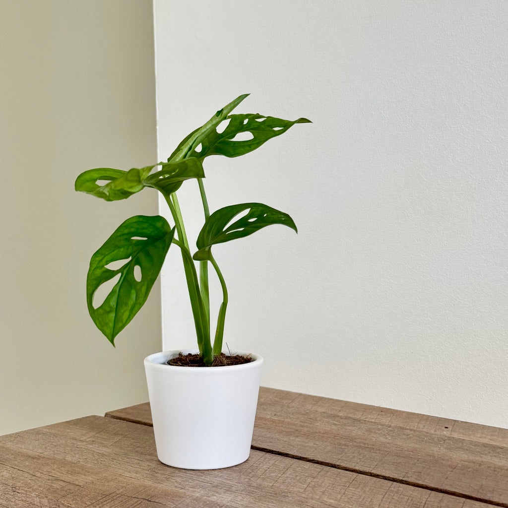 Monstera Adansonii